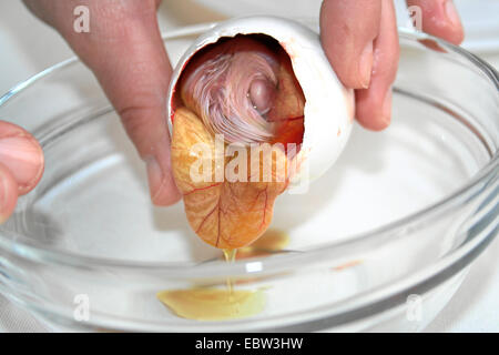 Contenu d'un oeuf de canard fécondé appelé balut, être mangé dans l'Extrême-Orient comme la délicatesse et le supposé aphrodisiaque, est versé dans un bol en verre Banque D'Images