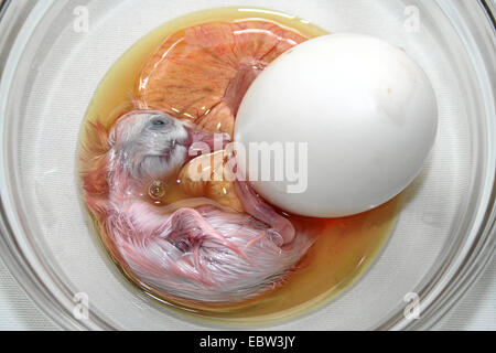 À partir d'un embryon de canard œuf fécondé appelé balut présenté dans un bol en verre, traditionnellement consommé comme la délicatesse et le supposé aphrodisiaque dans l'Extrême-Orient Banque D'Images