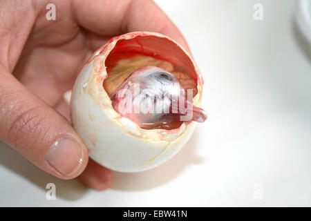 Tête d'un embryon de canard qui sort d'un oeuf fécondé appelé balut, traditionnellement consommé comme un mets délicat et supposé aphrodisiaque dans l'Extrême-Orient Banque D'Images