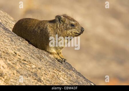 Rock, Rock Hyrax commun dassie (Procavia capensis), assis sur un arock, Afrique du Sud, Northern Cape, Parc National d'Augrabies Falls Banque D'Images