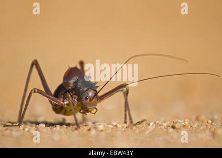 La masse Blindés Blindés, cricket cricket cricket bush, maïs ou koringkrieke Acanthoplus (discoidalis), assis sur le sable, Afrique du Sud, Northern Cape, Parc National d'Augrabies Falls Banque D'Images