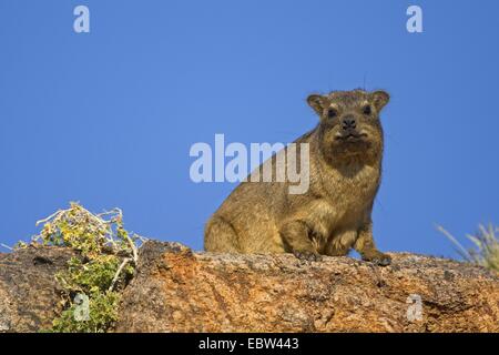 Rock, Rock Hyrax commun dassie (Procavia capensis), assis sur un rocher, Afrique du Sud, Northern Cape, Parc National d'Augrabies Falls Banque D'Images