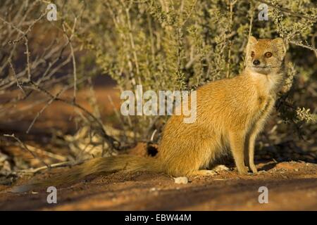 (Cynictis penicillata mangouste jaune), assis sur le sol, l'Afrique du Sud, Northern Cape, Kgalagadi Transfrontier National Park Banque D'Images