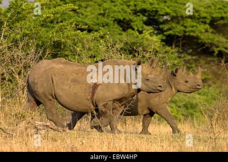 Le rhinocéros noir, accro-lipped rhinoceros, parcourir rhinoceros (Diceros bicornis), mère blessée et son veau, Afrique du Sud, Kwazulu-Natal, Hluhluwe-Umfolozi National Park Banque D'Images