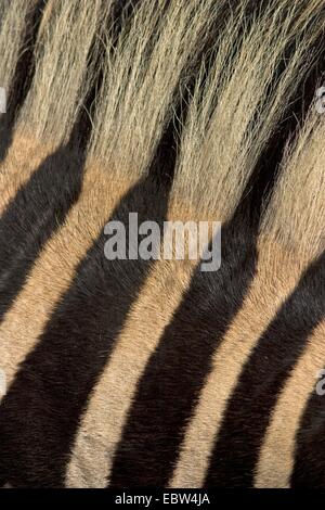 Le zèbre de Burchell, zèbre (Equus zebra commun, quagga burchelli, Equus burchelli), rayures, Afrique du Sud, du Limpopo, Krueger National Park Banque D'Images