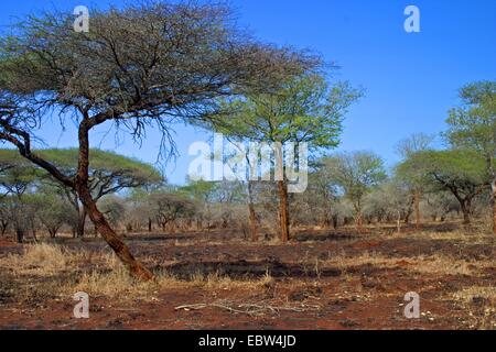 Bushveld Acacia brûlé, Afrique du Sud, Kwazulu-Natal, Ndumo Game Reserve Banque D'Images