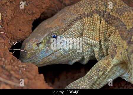 Le Cap, moniteur moniteur rock, Bosc, moniteur de savane africaine moniteur (Varanus exanthematicus albigularis), portrait, Afrique du Sud, Kwazulu-Natal, Ndumo Game Reserve Banque D'Images