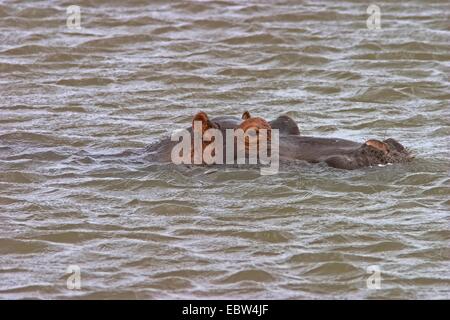 Hippopotame, hippopotame, hippopotame commun (Hippopotamus amphibius), dans la région de river, Afrique du Sud, du Limpopo, Krueger National Park Banque D'Images