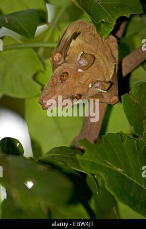 Peters' epauletted fruit bat (Epomophorus crypturus), suspendu dans un arbre, Afrique du Sud, du Limpopo, Krueger National Park Banque D'Images