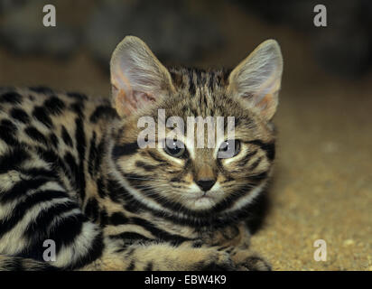 Chat à pieds noirs d'Afrique (Felis nigripes), juvénile Banque D'Images