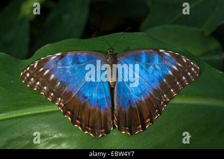 Morpho peleides morpho (bleu), assis sur une feuille Banque D'Images