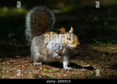 L'écureuil gris, l'écureuil gris (Sciurus carolinensis), assis sur le sol forestier, Royaume-Uni, Angleterre Banque D'Images