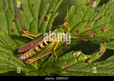 Sauterelle verte (Omocestus viridulus), assis sur une feuille, Allemagne Banque D'Images