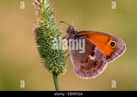 Petit heath (Coenonympha pamphilus), assis à une oreille, Allemagne Banque D'Images