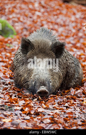 Le sanglier, le porc, le sanglier (Sus scrofa), allongé sur les feuilles d'automne, l'Allemagne, Rhénanie-Palatinat Banque D'Images