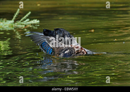 Bretagne (Canis lupus f. familiaris), chien de chasse la natation et l'extraction d'un shot duck, Allemagne Banque D'Images