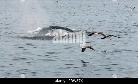 Humpback Whale surfacing près de blue-footed boobies, Parque Nacional Bahía de Loreto, Baja, Mer de Cortez, Mexique Banque D'Images