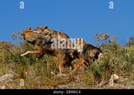 Loup ibérique, Loup Ibérique (Canis lupus signatus), Espagne, romping Banque D'Images