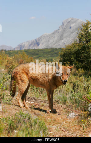 Loup ibérique, Loup Ibérique (Canis lupus signatus), haletant, l'Espagne, Antequera Banque D'Images