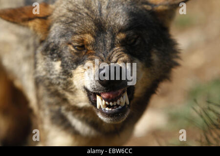 Loup ibérique, Loup Ibérique (Canis lupus signatus), snarling, Espagne Banque D'Images