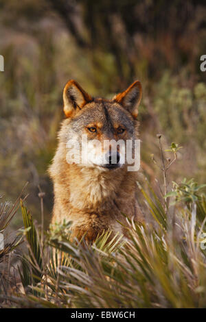 Loup ibérique, Loup Ibérique (Canis lupus signatus), debout dans la brousse, l'observation, l'Espagne, Antequera Banque D'Images