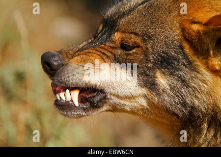 Loup ibérique, Loup Ibérique (Canis lupus signatus), snarling, Espagne Banque D'Images