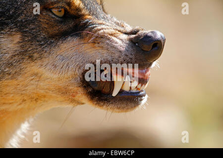 Loup ibérique, Loup Ibérique (Canis lupus signatus), snarling, Espagne Banque D'Images