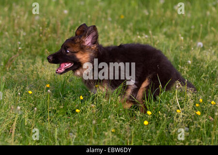 Berger Allemand (Canis lupus f. familiaris), mettent bas à travers un pré, Allemagne Banque D'Images