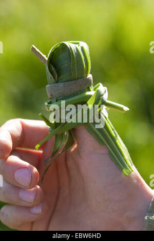 Plantain Buckhorn, anglais, plantain plantain lancéole, rib de l'herbe, l'herbe d'ondulation (Plantago lanceolata), k s'enrouler autour d'un pouce contre les piqûres d'insectes et les brûlures, les sparadrap, Allemagne Banque D'Images