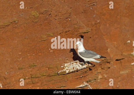 La mouette tridactyle (Rissa tridactyla), Larus tridactyla), assis dans l'oiseau rock, appelant, Allemagne, Schleswig-Holstein, Helgoland Banque D'Images