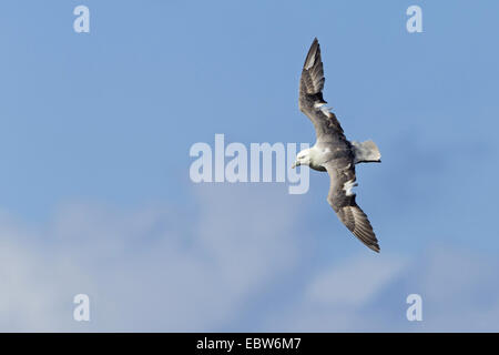 Le fulmar boréal (Fulmarus glacialis), voler, Allemagne, Schleswig-Holstein, Helgoland Banque D'Images