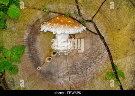 Scalycap (Pholiota populnea, Pholiota destruens, Hemipholiota populnea), on log, Allemagne, Mecklembourg-Poméranie-Occidentale Banque D'Images