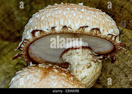 Scalycap (Pholiota populnea, Pholiota destruens, Hemipholiota populnea), on log, Allemagne, Mecklembourg-Poméranie-Occidentale Banque D'Images