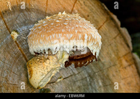 Scalycap (Pholiota populnea, Pholiota destruens, Hemipholiota populnea), on log, Allemagne, Mecklembourg-Poméranie-Occidentale Banque D'Images