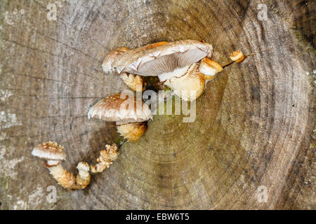 Scalycap (Pholiota populnea, Pholiota destruens, Hemipholiota populnea), on log, Allemagne, Mecklembourg-Poméranie-Occidentale Banque D'Images