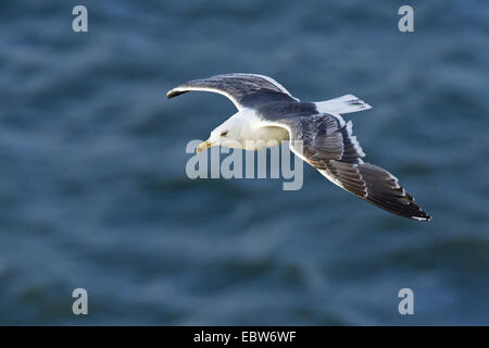 Moindre Goéland marin (Larus fuscus), voler au-dessus de la mer du Nord, Allemagne, Schleswig-Holstein, Helgoland Banque D'Images