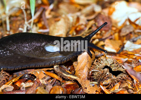 Grande Limace noire, une plus grande limace noir noir noir, Arion, escargot (Ecosse) (Arion ater), sur la masse forestière, half-length portrait, Allemagne, Mecklembourg-Poméranie-Occidentale Banque D'Images