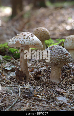 Le blush (Amanita rubescens), deux, Allemagne Banque D'Images