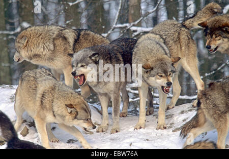 Le loup gris d'Europe (Canis lupus lupus), lutte pour l'ordre de préséance, Allemagne Banque D'Images