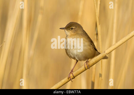 Savi's Warbler (Locustella luscinioides), assis sur une pousse, l'Allemagne, Rhénanie-Palatinat Banque D'Images