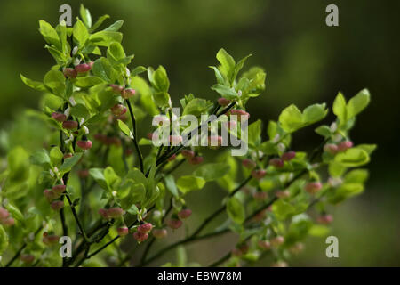 Myrtille, bleuet nain, Huckleberry, faible billberry (Vaccinium myrtillus), blooming, Allemagne Banque D'Images