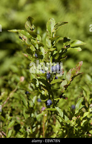 Myrtille, bleuet nain, Huckleberry, faible billberry (Vaccinium myrtillus), la fructification, Allemagne Banque D'Images