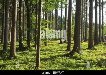 Myrtille, bleuet nain, Huckleberry, faible billberry (Vaccinium myrtillus), vue à travers une forêt naine avec les myrtilles dans la lumière du soleil, de l'Allemagne, de Bavière, Oberbayern, Haute-Bavière Banque D'Images