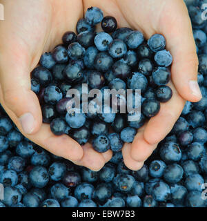 Myrtille, bleuet nain, Huckleberry, faible billberry (Vaccinium myrtillus), les baies mûres en deux mains, ALLEMAGNE, Basse-Saxe Banque D'Images