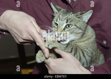 Chat domestique, le chat domestique (Felis silvestris catus). f, se procurer des médicaments Banque D'Images