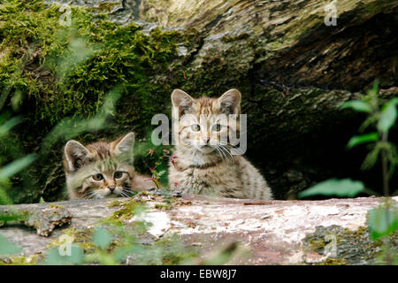 Chat Sauvage Européen, forêt wildcat (Felis silvestris silvestris), deux oursons derrière un journal, Allemagne Banque D'Images