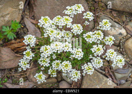 Cresson des Chamois, Chamois Grass (Hornungia Pritzelago alpina, alpina, Hutchinsia alpina, Iberidella alpina), blooming, Allemagne, Bavière, Oberbayern, Haute-Bavière Banque D'Images