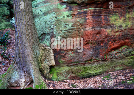 Tronc de l'arbre prochaine formation de grès rouge, l'Allemagne, en Rhénanie du Nord-Westphalie, Naturdenkmal, Katzensteine Mechernich Banque D'Images