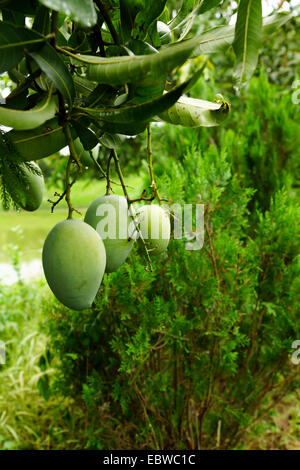 De plus en plus sur un arbre de mangue Banque D'Images