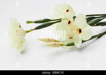 Wild iris Dietes bicolor (jaune) sur fond blanc Banque D'Images